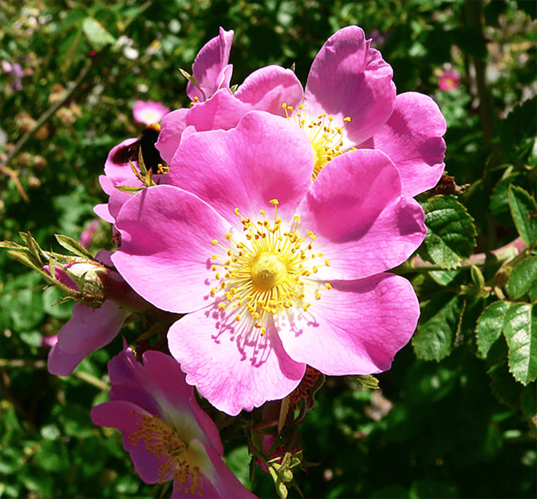 646px rosa rubiginosa 1